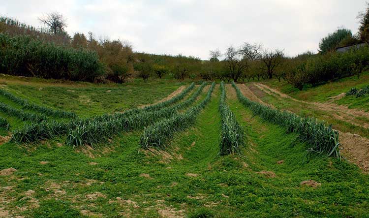 Field of leeks