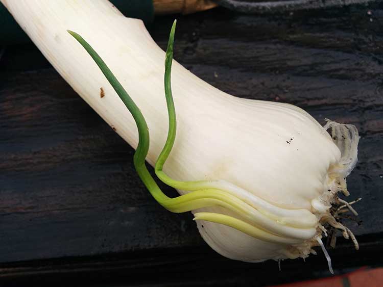 American Flag leek producing bulbils