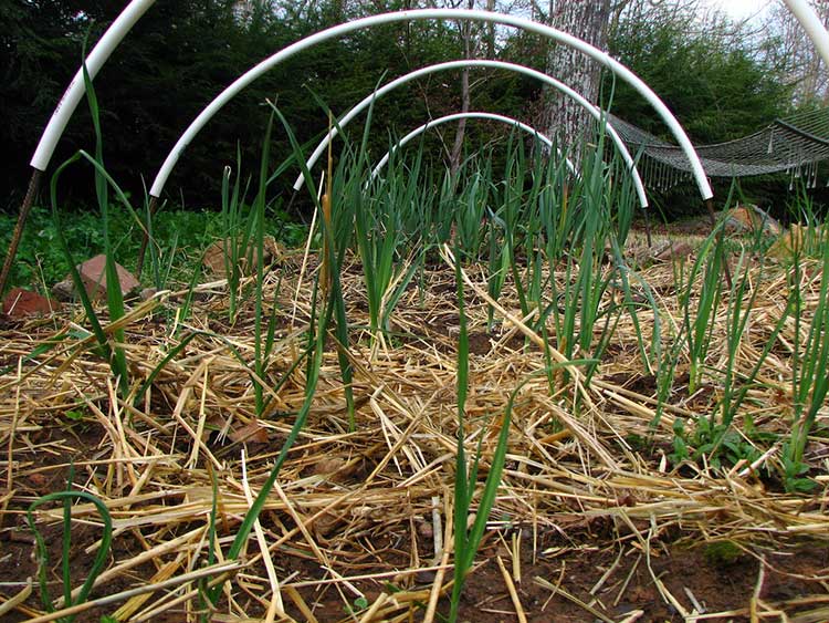 Young leeks coming up