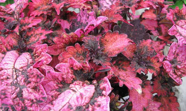 Coleus 'Florida Sun Rose'