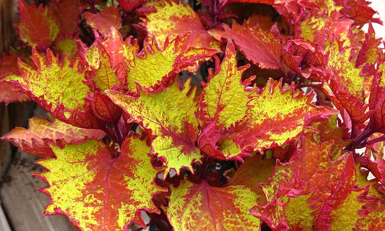 Coleus 'Henna'