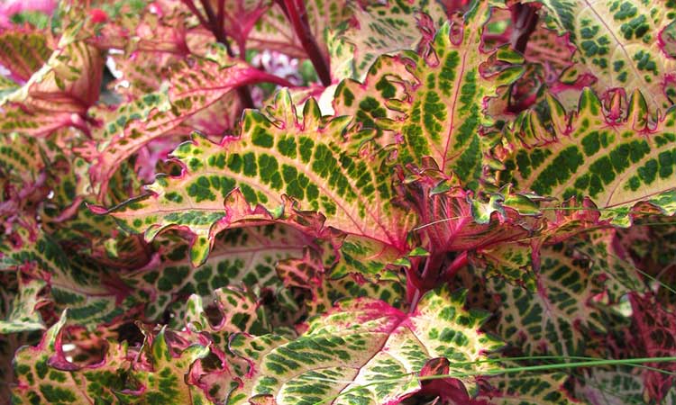 Coleus 'Peter's Wonder'