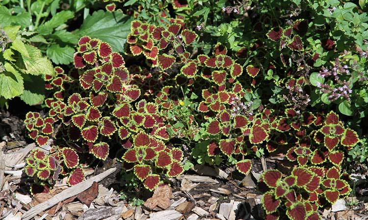 Coleus 'Watermelon'