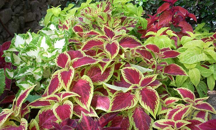 Coleus 'Wizard' mix