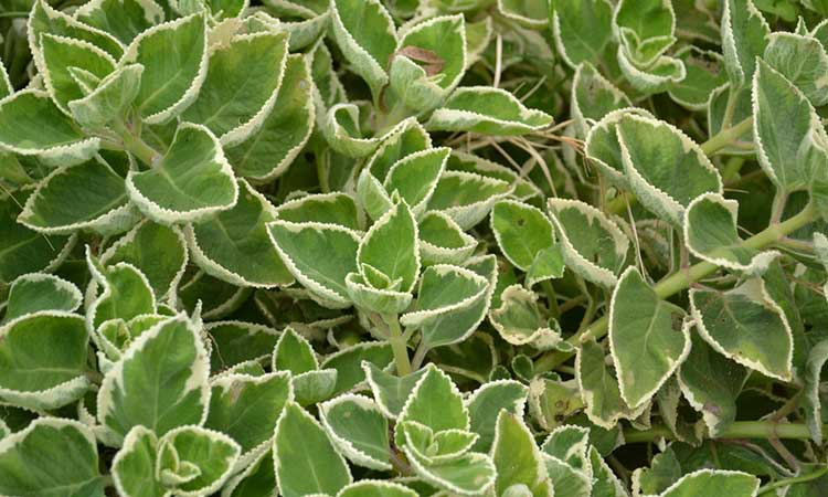 Plectranthus amboinicus