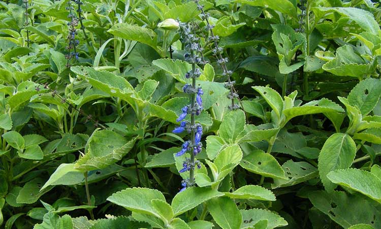 Plectranthus barbatus var. Andrews