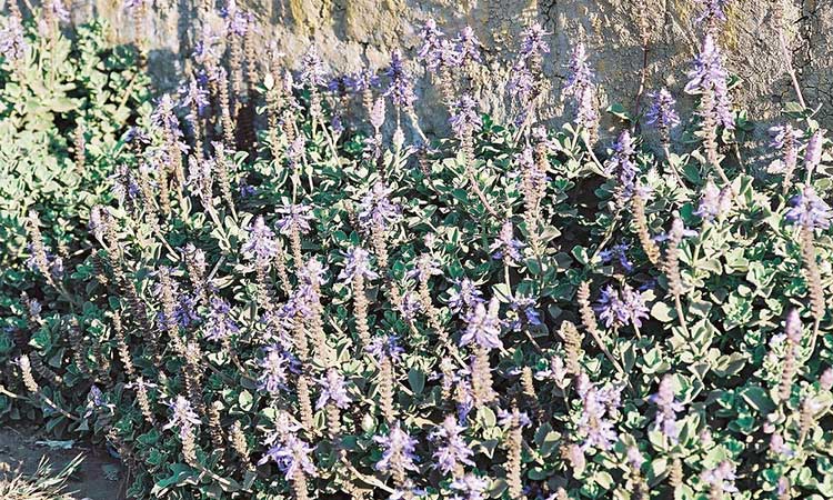 Plectranthus caninus var. Roth