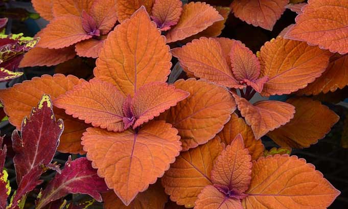 Coleus 'Campfire'