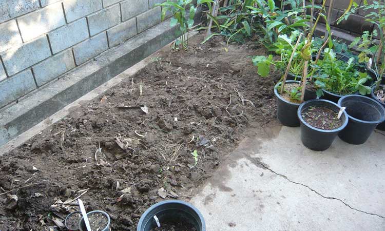 A freshly tilled plot