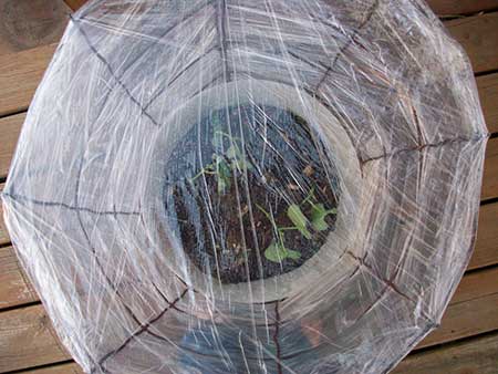 Tomato Cage Mini-Greenhouse