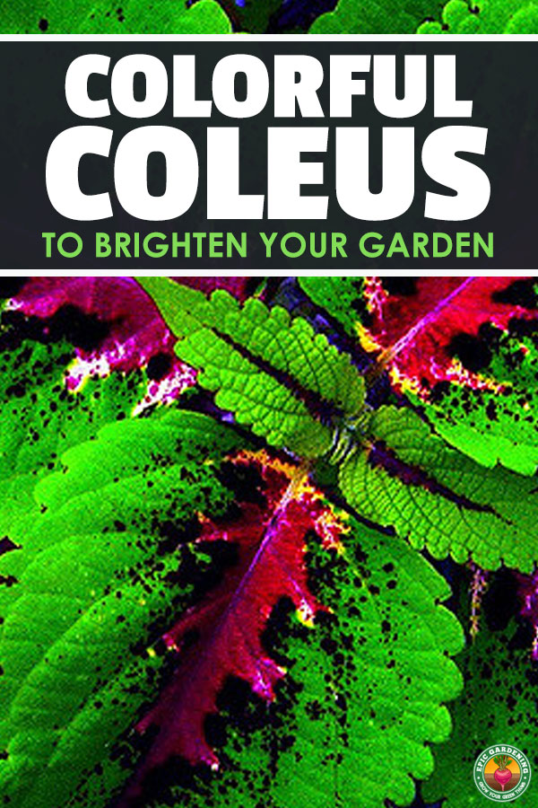Coleus is an unusual tropical ornamental with stunning displays of color across its leaves. With our growing guide, you can easily grow this gorgeous plant!
