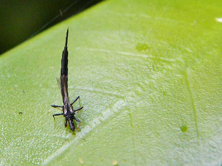 One thrip on leaf