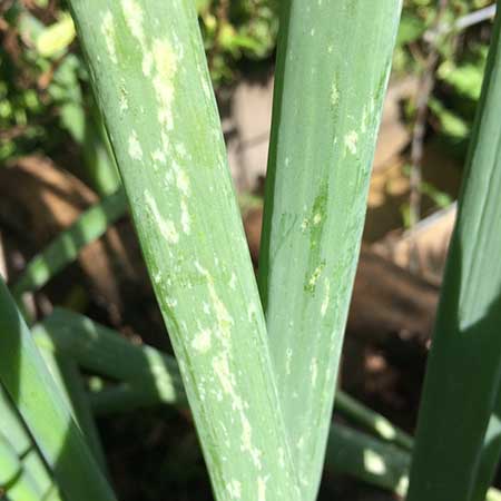 Onion thrips damage to onion stalks