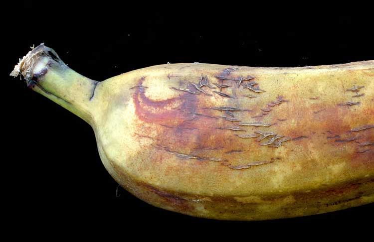 Rust thrips on banana