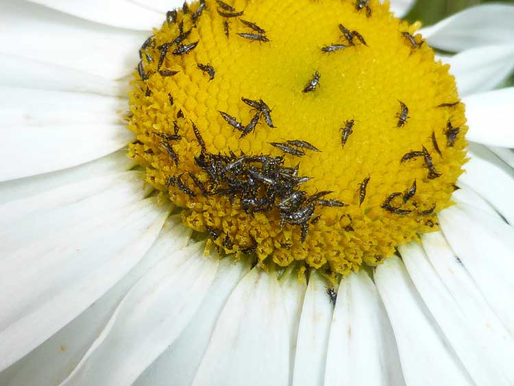 Thrips on daisy
