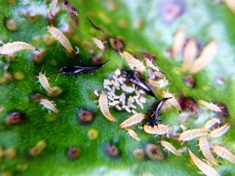 Tubuliferan thrips in multiple stages of life cycle