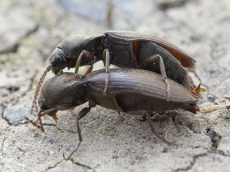 Common click beetle (Agriotes sputator)