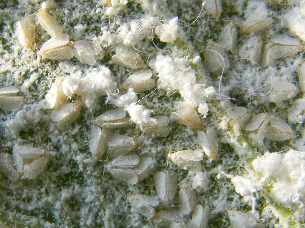 Bad whitefly Infestation