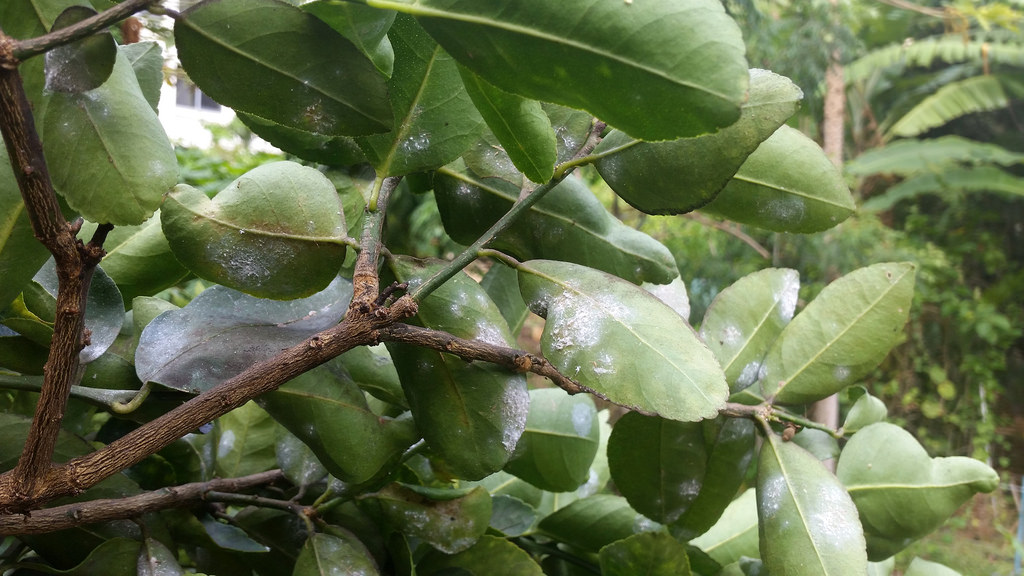 Citrus Whiteflies