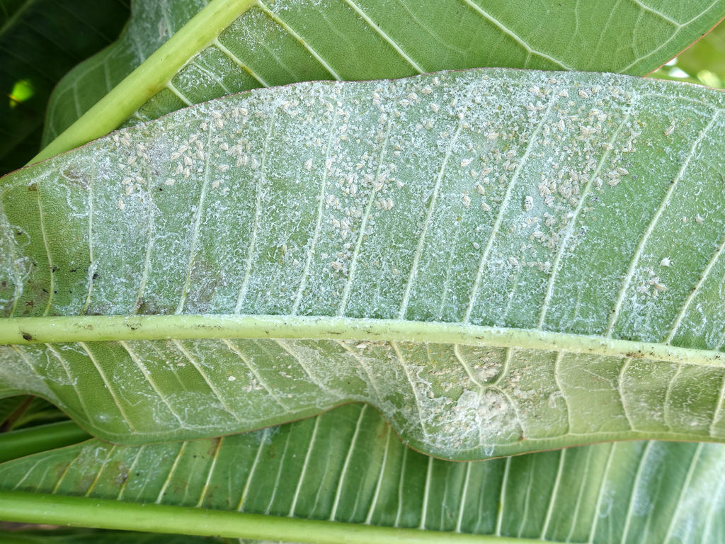 Plumeria Whiteflies