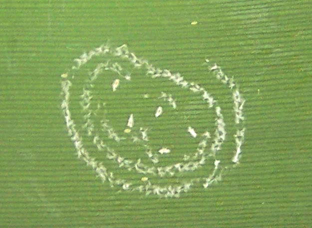 Whitefly Eggs