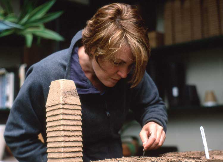 Planting in peat pots