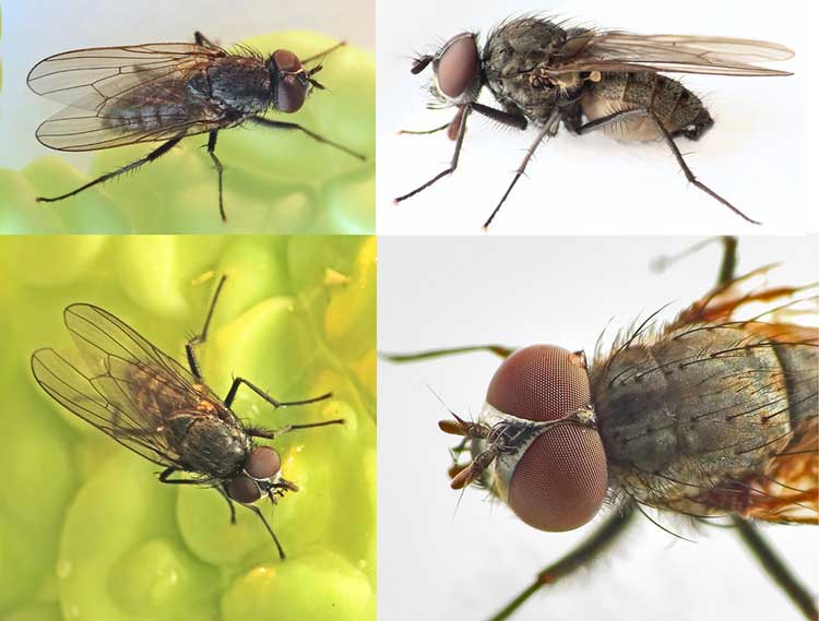Delia platura fly