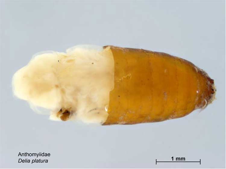 Delia platura pupa