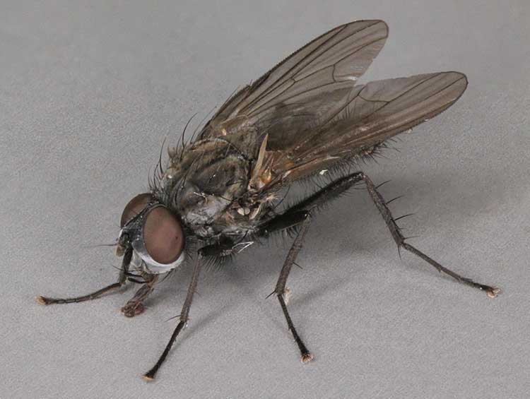 Delia radicum fly