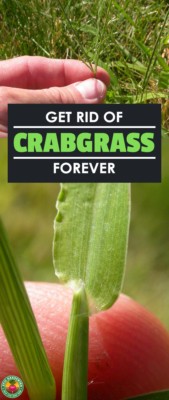 Do you hate crabgrass as much as I do? Find solutions to this persistent lawn problem with our guide. Here you'll learn how to kill crabgrass and keep it away for good!