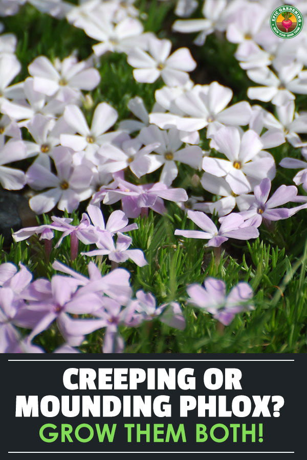 Phlox flowers are delightful in shades of red, pink, purple, blue, or white. Whether you pick creeping phlox or mounding phlox, our growing guide will help!