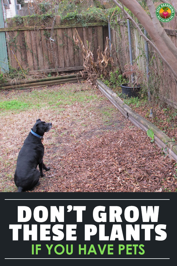 We love to have a great home for our pets, but some plants can be extremely dangerous. Learn how to make a pet-safe garden and which plants to avoid!