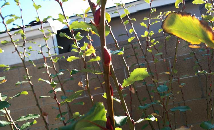 Salix discolor budding branches