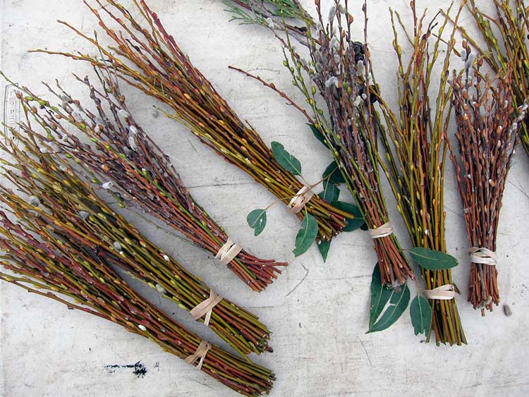 Salix discolor bundles