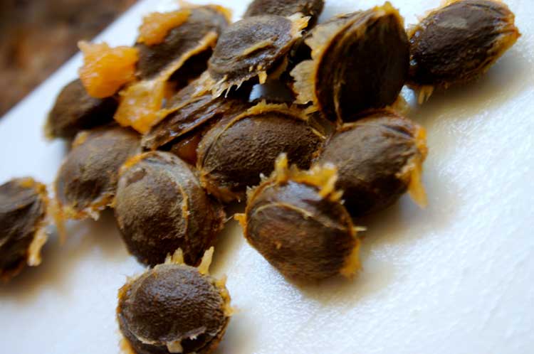 Apricot Pits