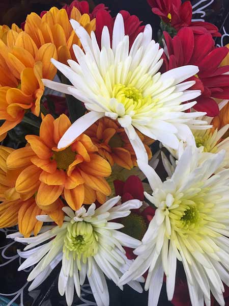 Chrysanthemums