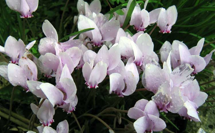 Cyclamen