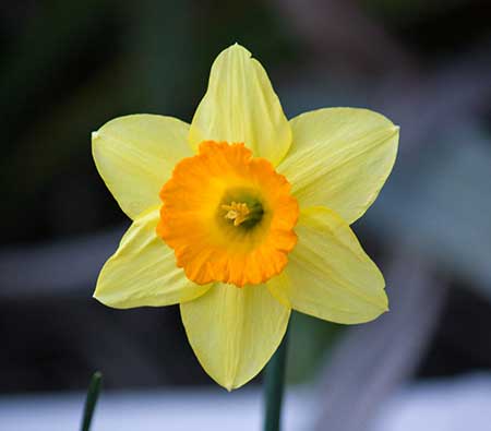 Daffodils