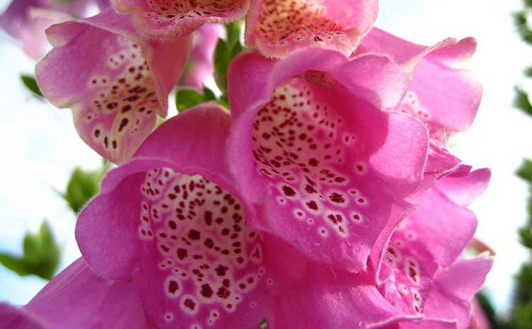 Foxglove