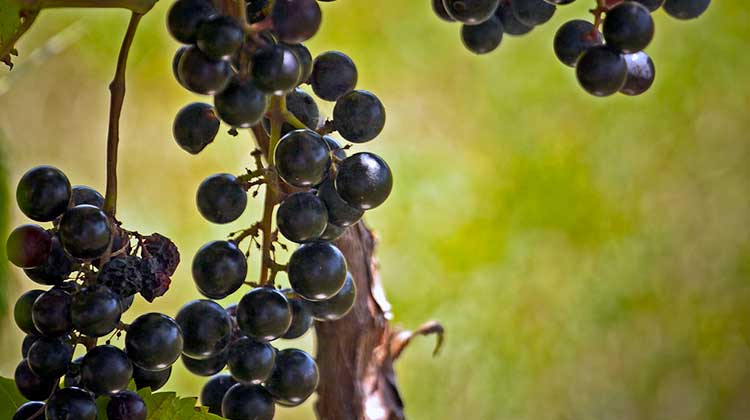 Grapes