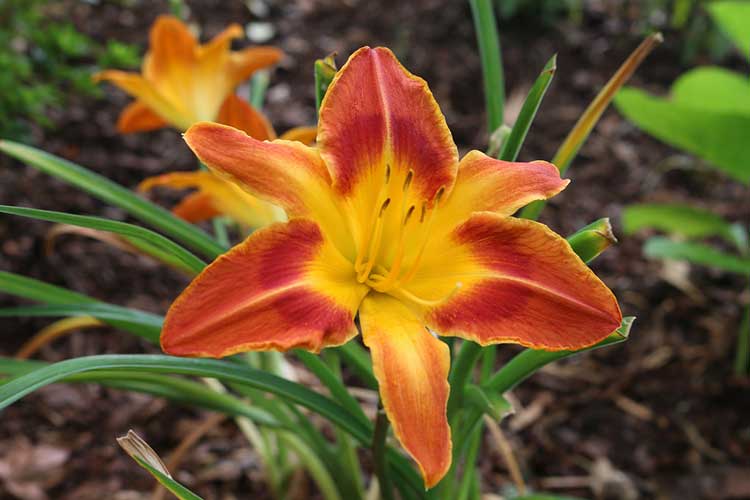 Lilies