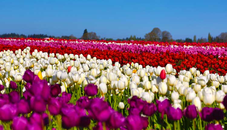 Tulips