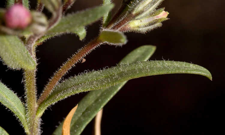 Closeup of phlox leaves and stems