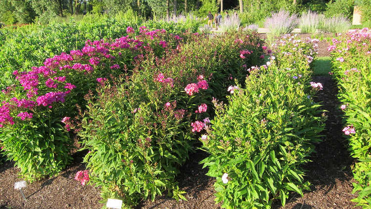 Four types of phlox paniculata