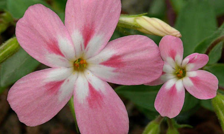 Phlox adsurgens