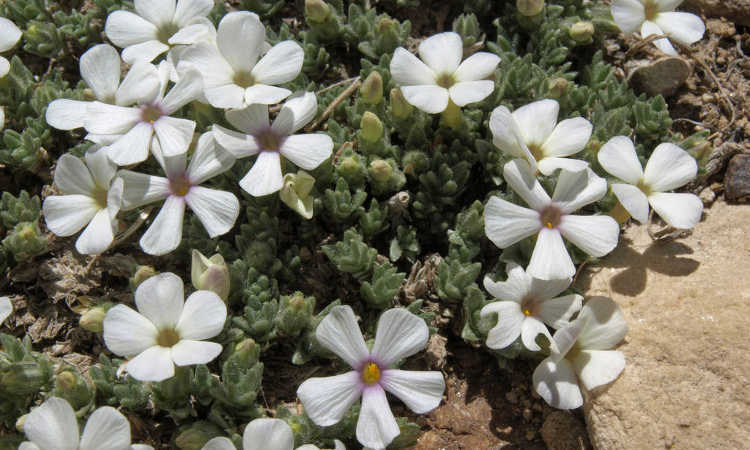 Phlox condensata