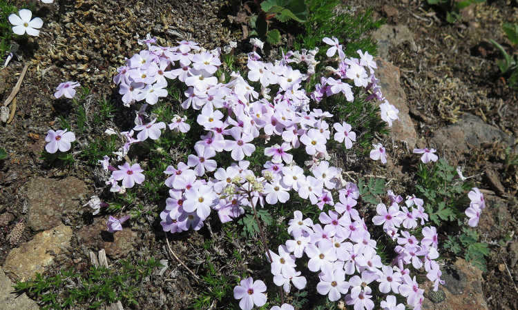 Phlox diffusa