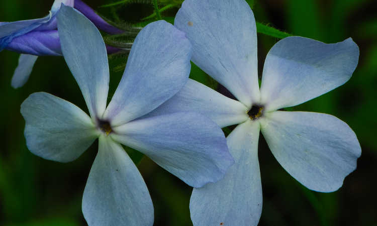 Phlox divaricata