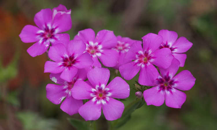 Phlox drummondii