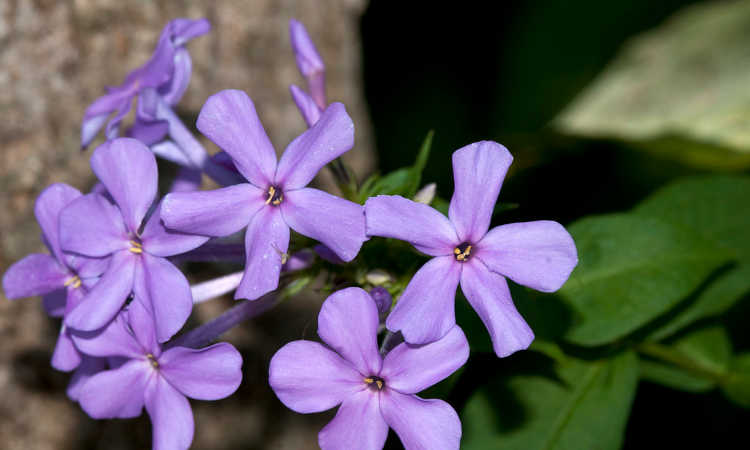Phlox paniculata